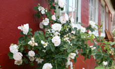 Flowers in Sønderho