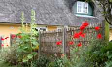Flowers in small garden in Sønderho